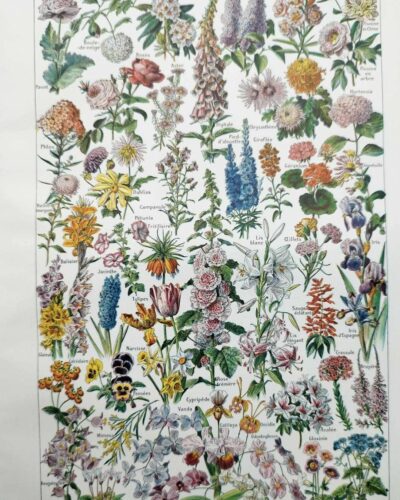 Fleurs du monde, planche botanique 1948