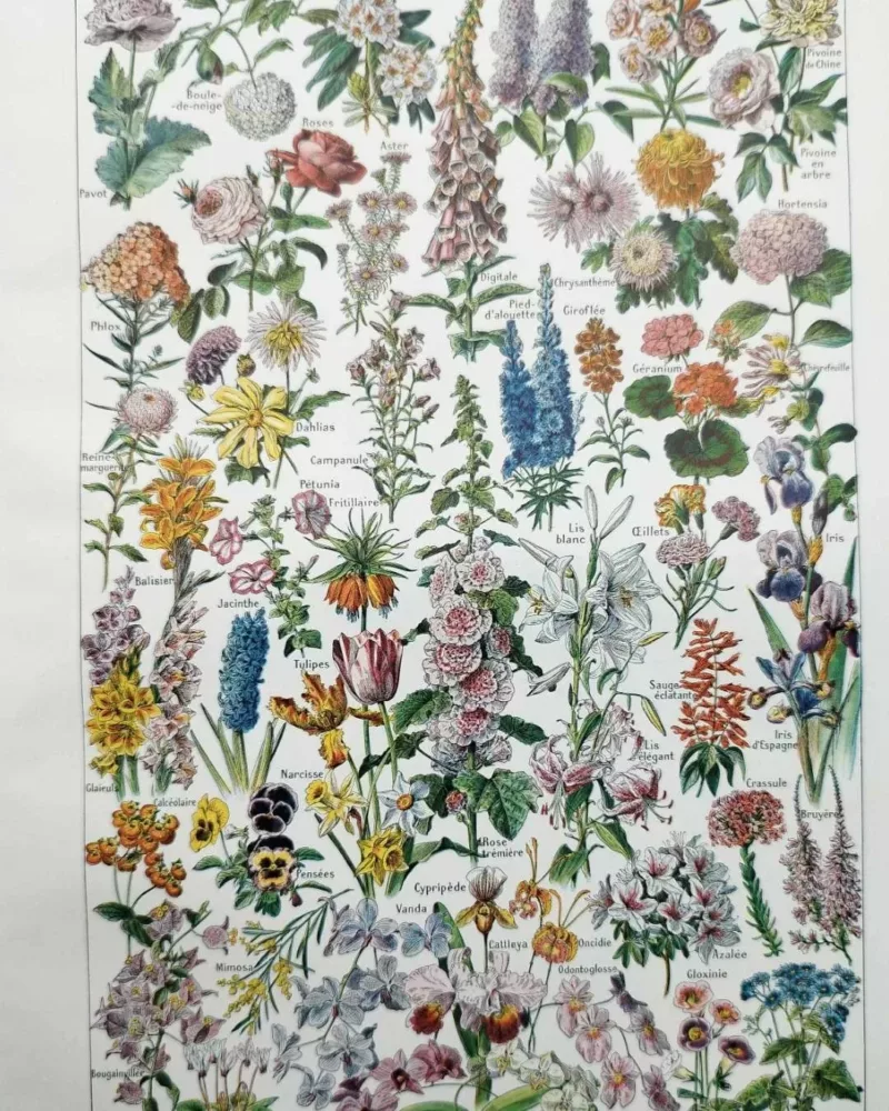 nlu1-fleurs-botanique-a10 Fleurs du monde, planche botanique 1948 – planche ancienne entière