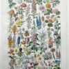 Fleurs du monde, planche botanique 1948