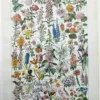 nlu1-fleurs-botanique-a11 Fleurs du monde, planche botanique 1948