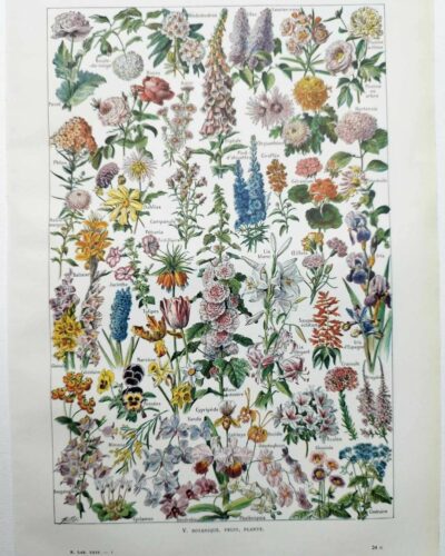 Fleurs du monde, planche botanique 1948