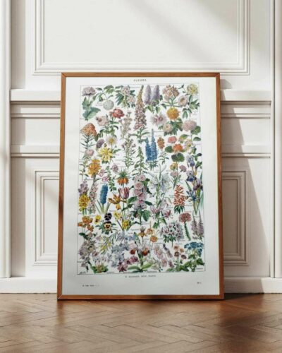 Fleurs du monde, planche botanique 1948