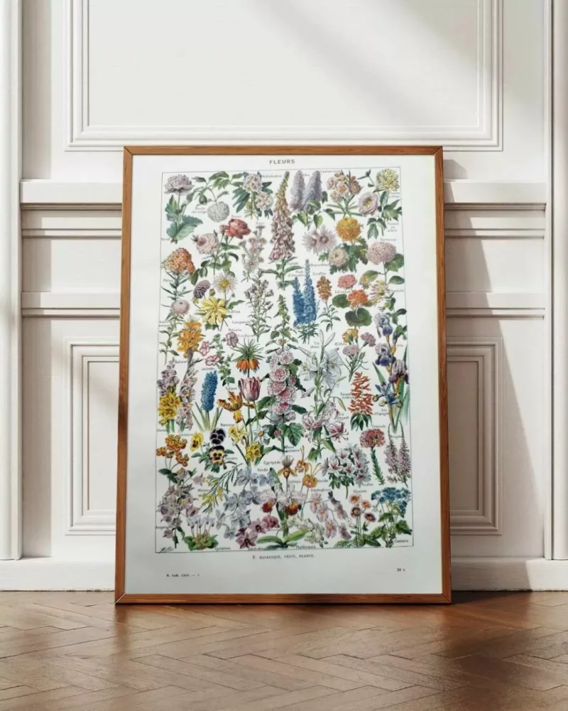 nlu1-fleurs-botanique-a12 Fleurs du monde, planche botanique 1948 – planche encadrée en décoration murale