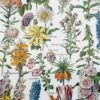 Fleurs du monde, planche botanique 1948