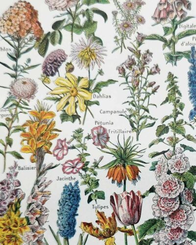 Fleurs du monde, planche botanique 1948