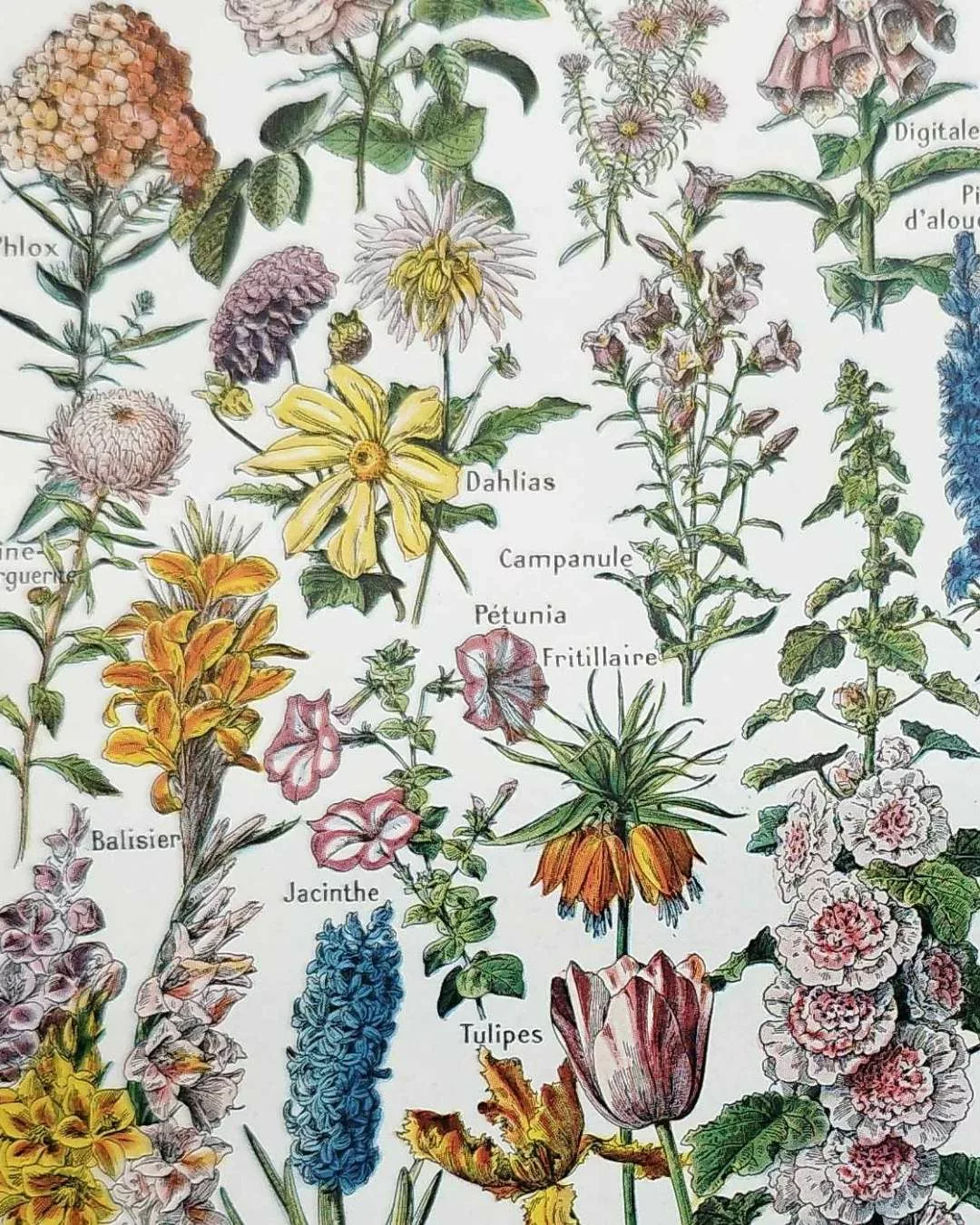Détail de fleurs botaniques illustrées par Adolphe Millot