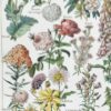 Fleurs du monde, planche botanique 1948