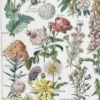 nlu1-fleurs-botanique-a14 Fleurs du monde, planche botanique 1948 – détail de la planche ancienne