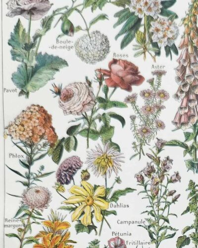 Fleurs du monde, planche botanique 1948
