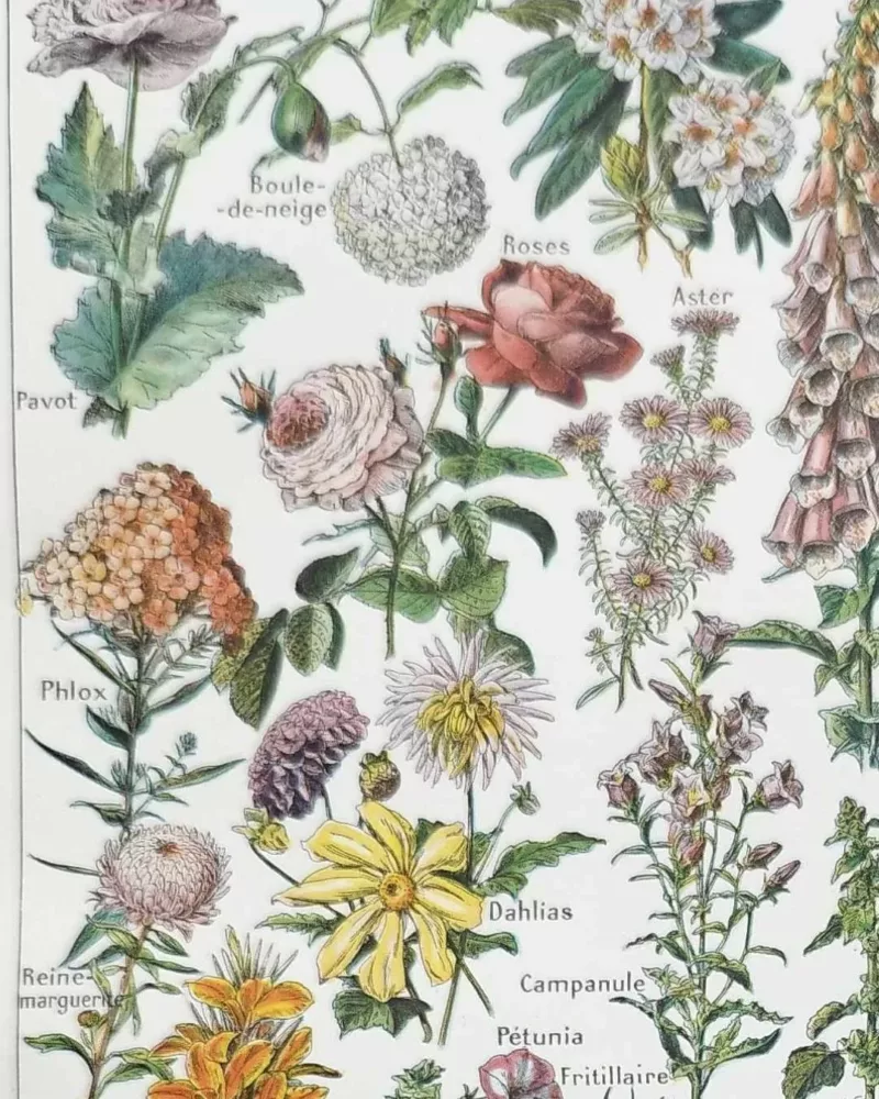 nlu1-fleurs-botanique-a14 Fleurs du monde, planche botanique 1948 – détail de la planche ancienne