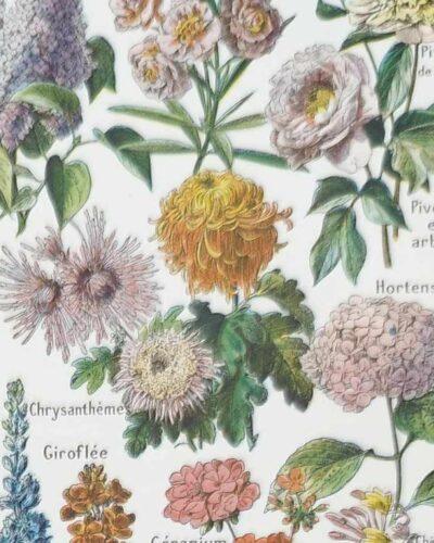 Fleurs du monde, planche botanique 1948