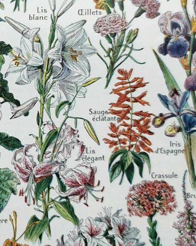 Fleurs du monde, planche botanique 1948