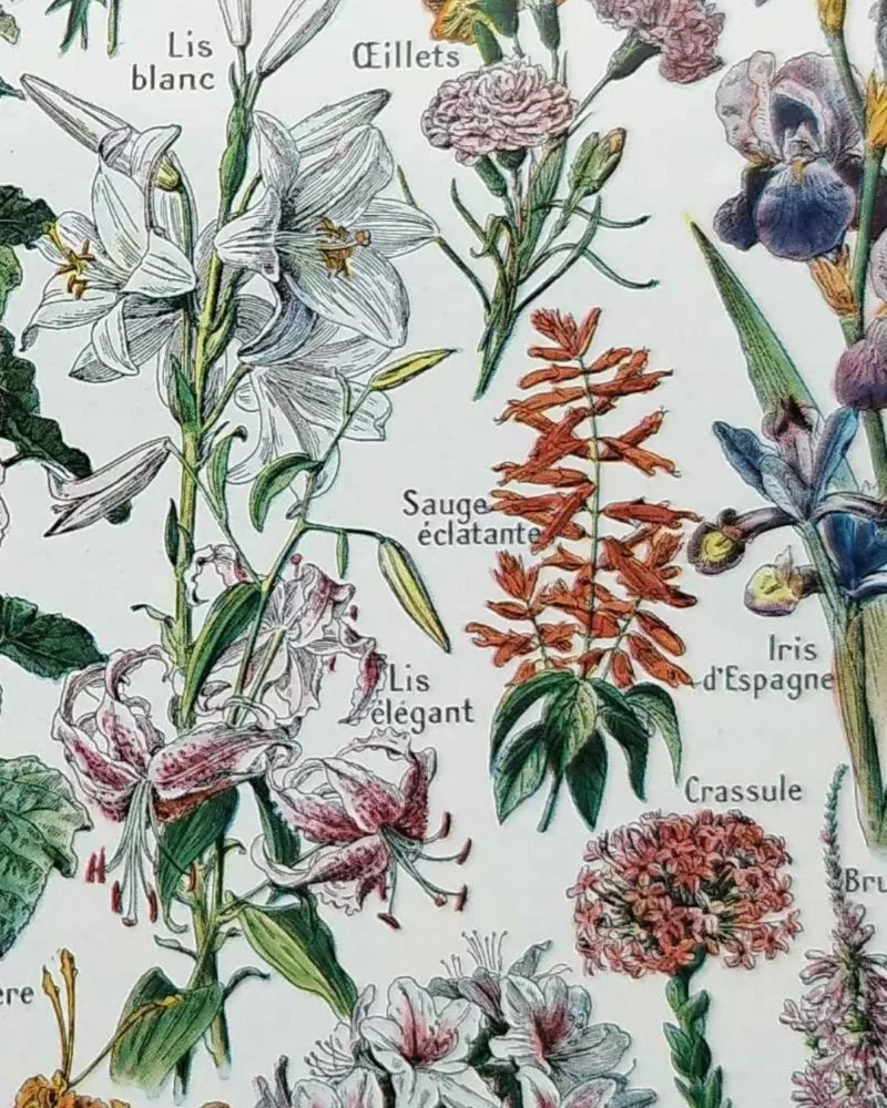 nlu1-fleurs-botanique-b14 Fleurs du monde, planche botanique 1948 – détail de la planche ancienne