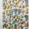 Fruits du monde, planche botanique 1948