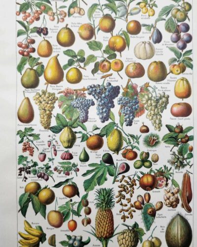 Fruits du monde, planche botanique 1948