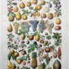 Fruits du monde, planche botanique 1948
