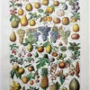 Fruits du monde, planche botanique 1948