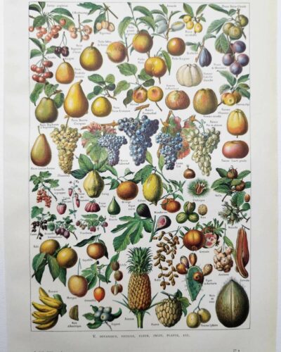 Fruits du monde, planche botanique 1948