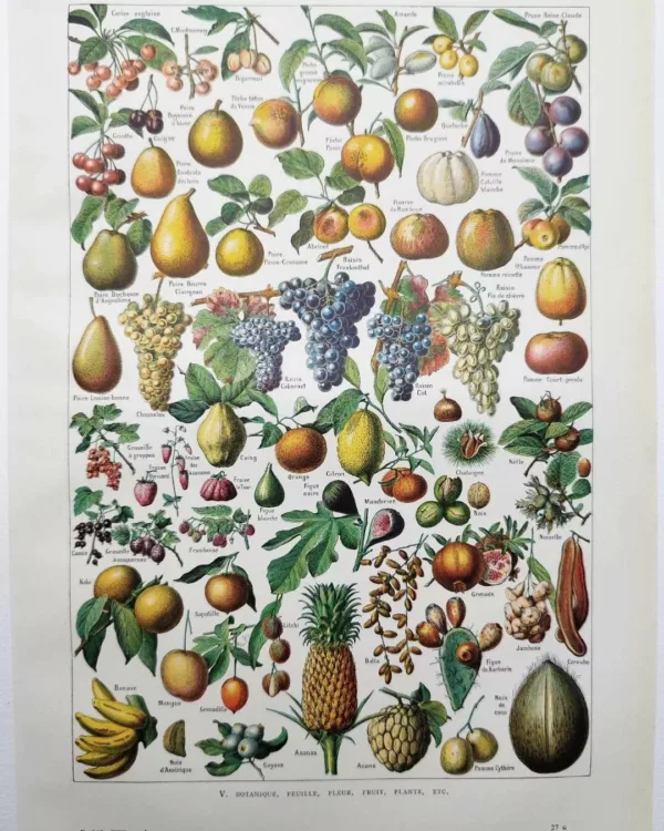 Fruits du monde, planche botanique 1948