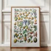 Fruits du monde, planche botanique 1948 – planche encadrée en décoration murale