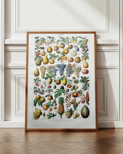 Fruits du monde, planche botanique 1948