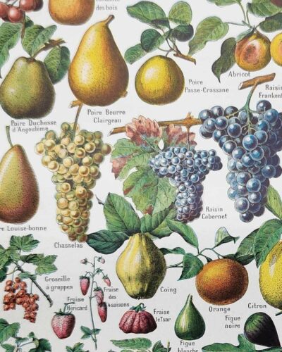 Fruits du monde, planche botanique 1948