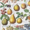 Fruits du monde, planche botanique 1948