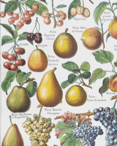 Fruits du monde, planche botanique 1948
