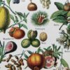 Fruits du monde, planche botanique 1948