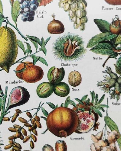 Fruits du monde, planche botanique 1948