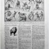 nlu1-sports-a11-2.jpg Sports et pratiques sportives, lot de 6 planches 1948