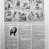 Sports et pratiques sportives, lot de 6 planches 1948 – planche ancienne entière