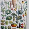 Légumes et plantes potagères, planche botanique 1949