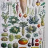 nlu2-legumes-botanique-a10 Légumes et plantes potagères, planche botanique 1949 – planche ancienne entière