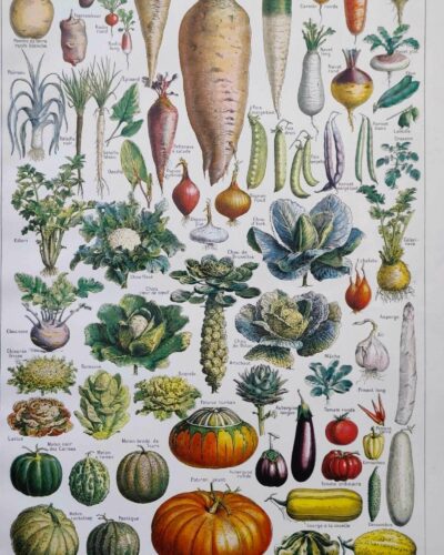 Légumes et plantes potagères, planche botanique 1949