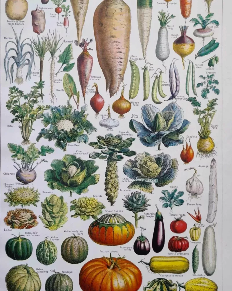 nlu2-legumes-botanique-a10 Légumes et plantes potagères, planche botanique 1949 – planche ancienne entière