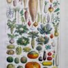 Légumes et plantes potagères, planche botanique 1949