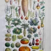 nlu2-legumes-botanique-a11 Légumes et plantes potagères, planche botanique 1949