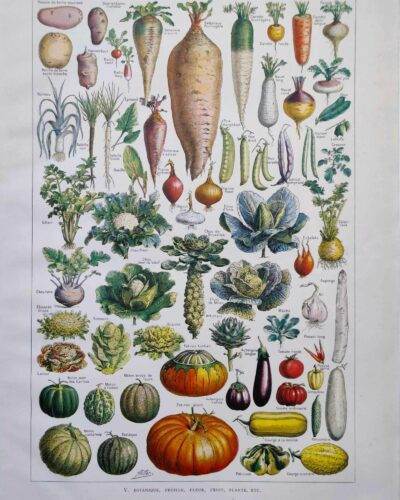 Légumes et plantes potagères, planche botanique 1949
