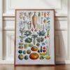 Légumes et plantes potagères, planche botanique 1949