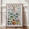 nlu2-legumes-botanique-a12 Légumes et plantes potagères, planche botanique 1949 – planche encadrée en décoration murale