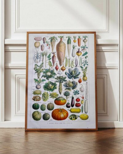 Légumes et plantes potagères, planche botanique 1949