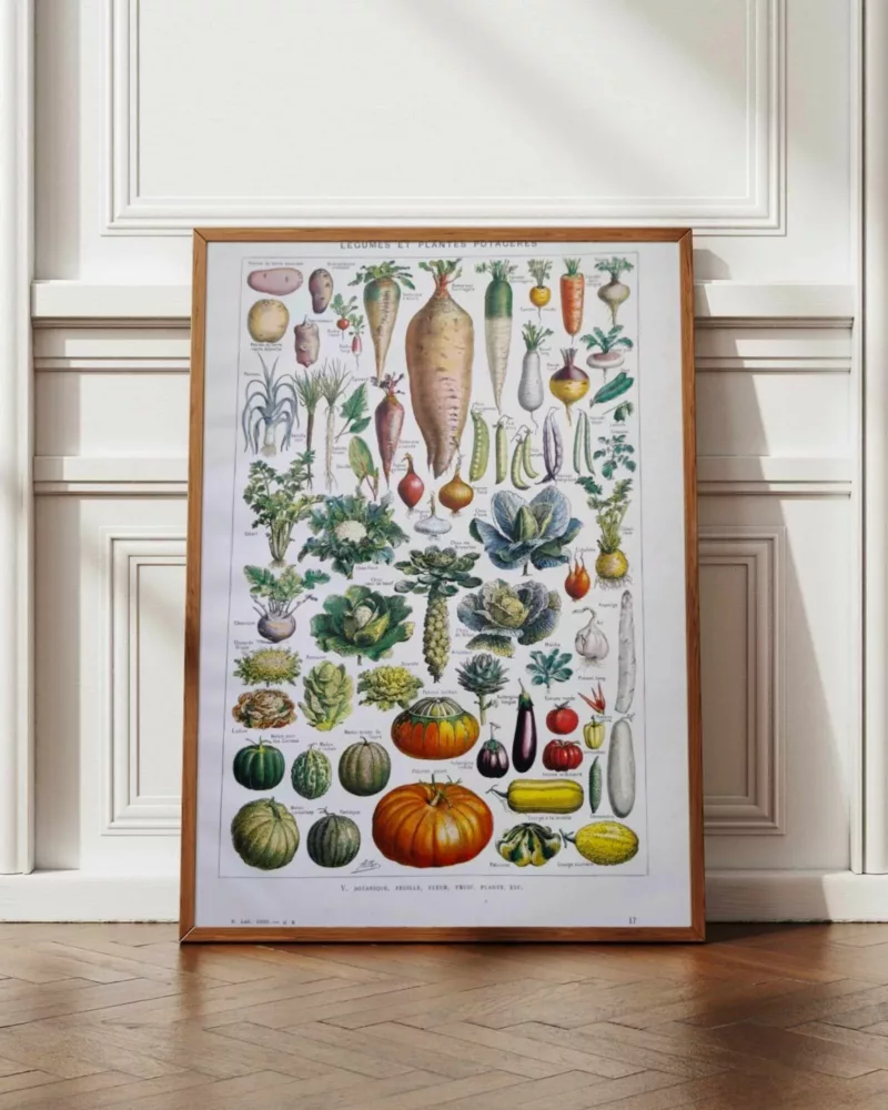nlu2-legumes-botanique-a12 Légumes et plantes potagères, planche botanique 1949 – planche encadrée en décoration murale