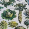 nlu2-legumes-botanique-a13 Légumes et plantes potagères, planche botanique 1949 – détail de la planche ancienne