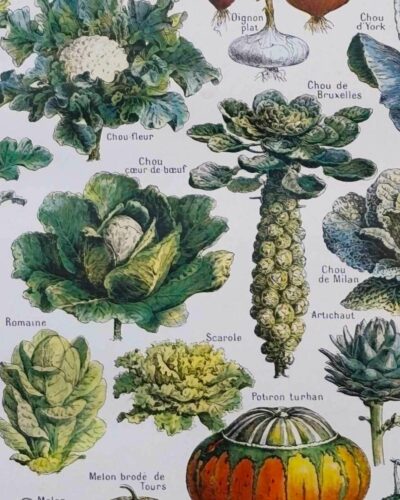 Légumes et plantes potagères, planche botanique 1949