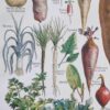 Légumes et plantes potagères, planche botanique 1949