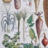 nlu2-legumes-botanique-a14 Légumes et plantes potagères, planche botanique 1949 – détail de la planche ancienne