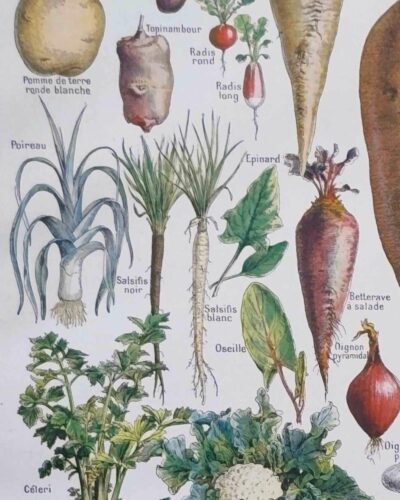 Légumes et plantes potagères, planche botanique 1949