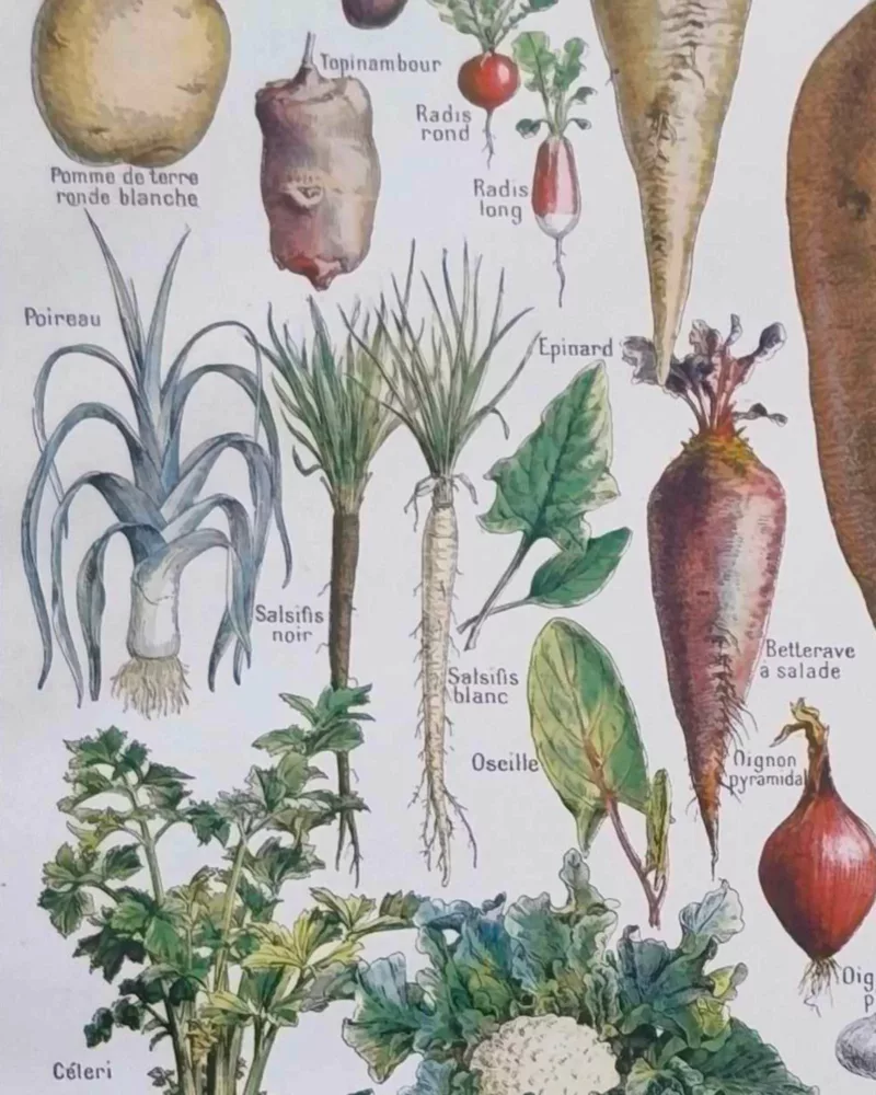 nlu2-legumes-botanique-a14 Légumes et plantes potagères, planche botanique 1949 – détail de la planche ancienne