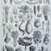Légumes et plantes potagères, planche botanique 1949